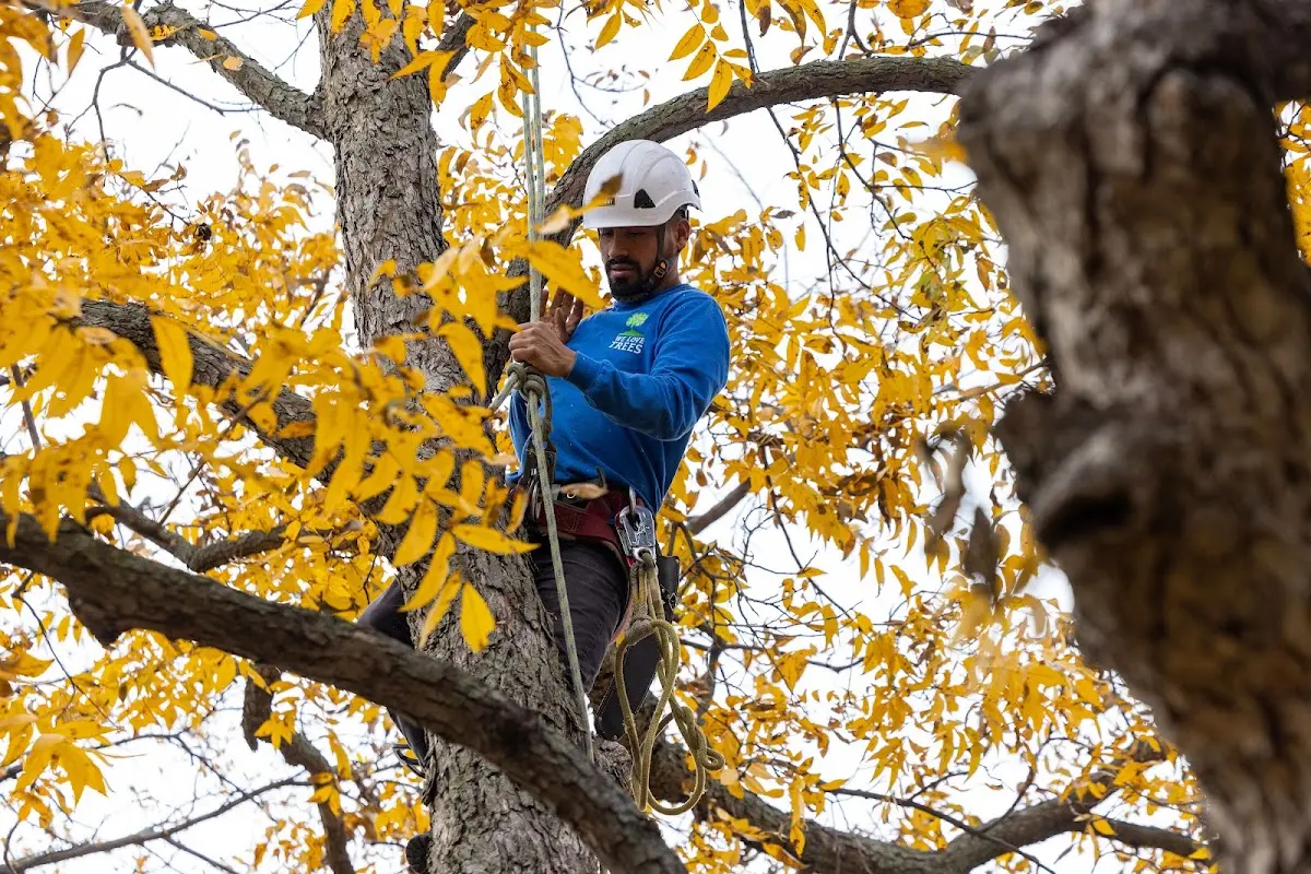 Skilled Tree Pruning crew working in Cascade